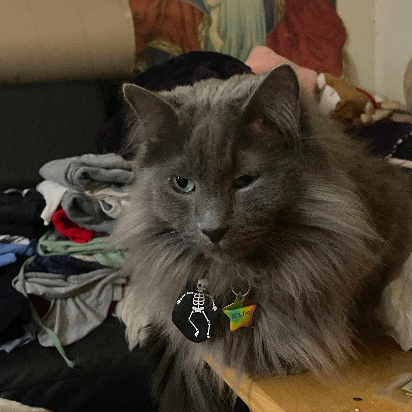 Zoltar is registered to the contest to win money with this photo: cat, charm, closeup, collar, cozy, domestic, feline, fluffy_fur, folded_clothes, gray_cat, household, indoor, pet, portrait, rainbow_tag, relaxed, skeleton_charm, sofa, table, tapestry