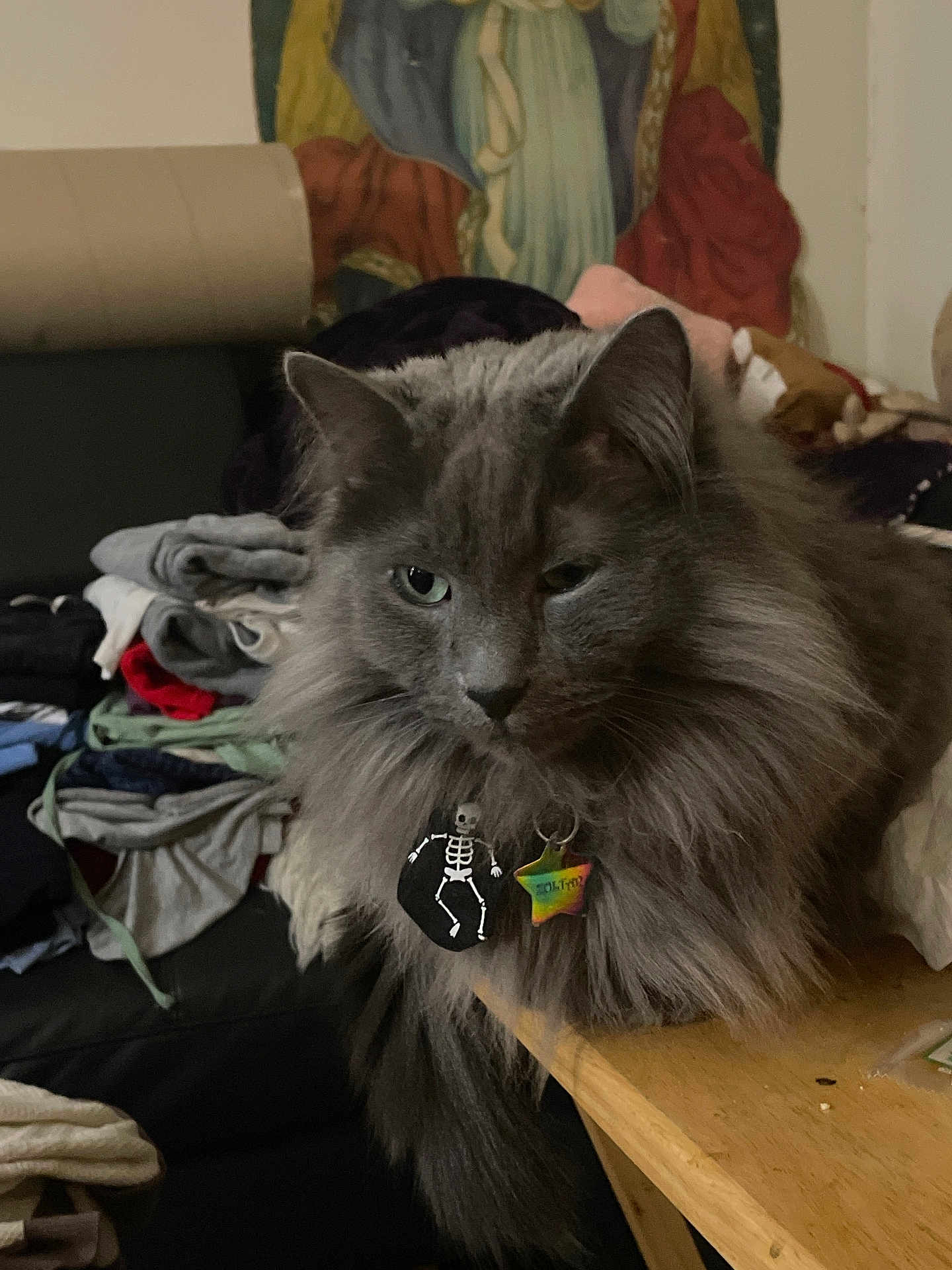 Zoltar is registered to the contest to win money with this photo: cat, gray_cat, fluffy_fur, table, indoor, pet, collar, charm, skeleton_charm, rainbow_tag, folded_clothes, sofa, tapestry, domestic, relaxed, portrait, feline, closeup, household, cozy