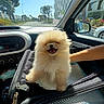 arm, buildings, car, carrier_bag, dashboard, daylight, dog, fluffy, happy, pet, pomeranian, puppy, side_mirror, smiling, street, sunlight, travel, trees, window, zipper
