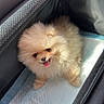 Ori a rejoint le concours — aidez-le/la à gagner de superbes lots ! adorable, animal, black_carrier, canine, companion, cute, dog, fluffy, fur, happy, indoor, pet, pet_carrier, pomeranian, puppy, small_dog, soft_toy, sunlight, tongue_out, toy_elephant
