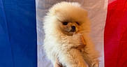 Ori a rejoint le concours — aidez-le/la à gagner de superbes lots ! adorable, animal, background, blue, closeup, cute, dog, flag, fluffy, fur, hand, holding, indoors, pet, pomeranian, portrait, puppy, red, small, white