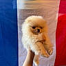 adorable, animal, background, blue, closeup, cute, dog, flag, fluffy, fur, hand, holding, indoors, pet, pomeranian, portrait, puppy, red, small, white