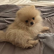 Ori participe au concours pour gagner de l'argent avec cette photo : animal, bed, blanket, cozy, curious, cute, dog, fluffy, fur, home, indoor, light, looking, pet, pomeranian, puppy, resting, room, small_dog, soft