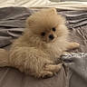 animal, bed, blanket, cozy, curious, cute, dog, fluffy, fur, home, indoor, light, looking, pet, pomeranian, puppy, resting, room, small_dog, soft
