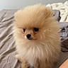 adorable, animal, bed, brown, companion, cute, cute_face, dog, domestic, fluffy, fur, furry, indoors, pet, pomeranian, puppy, sitting, small, soft, young