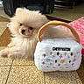 Ori participe au concours pour gagner de l'argent avec cette photo : accessory, animal, brown_eyes, cream_color, cute, dog, floor, fluffy, handbag, indoor, lying_down, patterned_floor, pet, pet_toy, plush, puppy, small_dog, soft_texture, tile, toy