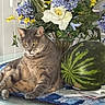 Fefe joined the competition — help win amazing prizes! cat, close_up, domestic_animal, feline, flower_bouquet, glass_table, gray_tabby, green_leaves, indoor, natural_light, pet, plant, purple_flowers, relaxed, resting, still_life, tablecloth, watermelon, white_rose, yellow_flowers