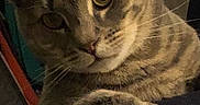 Fefe is registered to the contest to win money with this photo: animal, cat, close_up, curious, cute, domestic_cat, ears, eyes, face, feline, friendly, fur, indoor, looking, mammal, paw, pet, portrait, tabby, whiskers