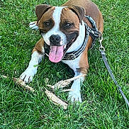 Arrow a rejoint le concours — aidez-le/la à gagner de superbes lots ! dog, grass, leash, harness, tongue_out, happy, playful, outdoor, pet, canine, brown_and_white, stick, nature, animal, smiling, paw, summer, relaxed, friendly, closeup