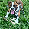 dog, grass, leash, harness, tongue_out, happy, playful, outdoor, pet, canine, brown_and_white, stick, nature, animal, smiling, paw, summer, relaxed, friendly, closeup
