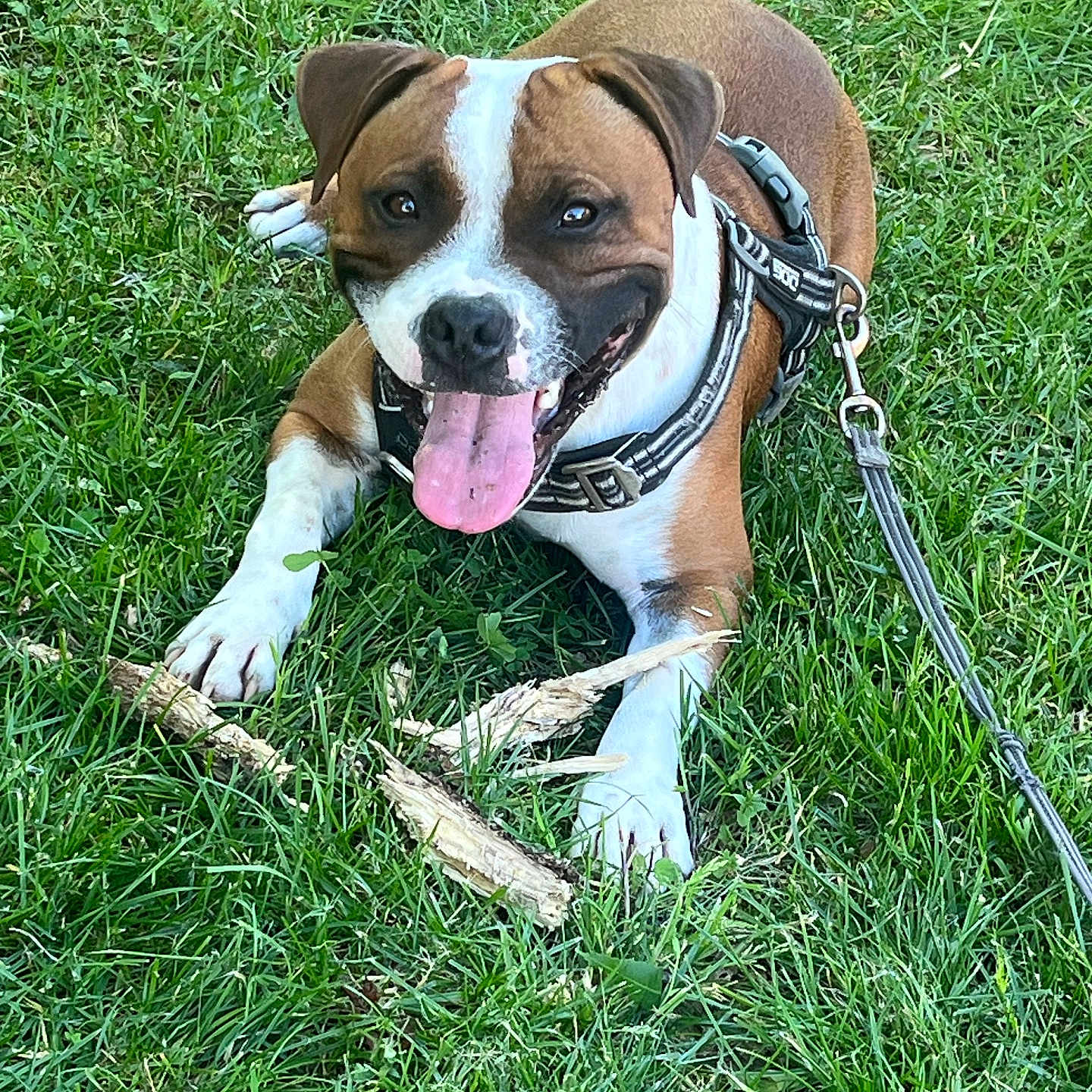 Arrow a rejoint le concours — aidez-le/la à gagner de superbes lots ! dog, grass, leash, harness, tongue_out, happy, playful, outdoor, pet, canine, brown_and_white, stick, nature, animal, smiling, paw, summer, relaxed, friendly, closeup