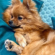 Taila participe au concours pour gagner de l'argent avec cette photo : dog, pomeranian, fluffy, paw, cushion, teal, blanket, fur, pet, animal, relaxed, cute, indoors, cozy, lying_down, portrait, closeup, small_dog, companion, domestic_animal