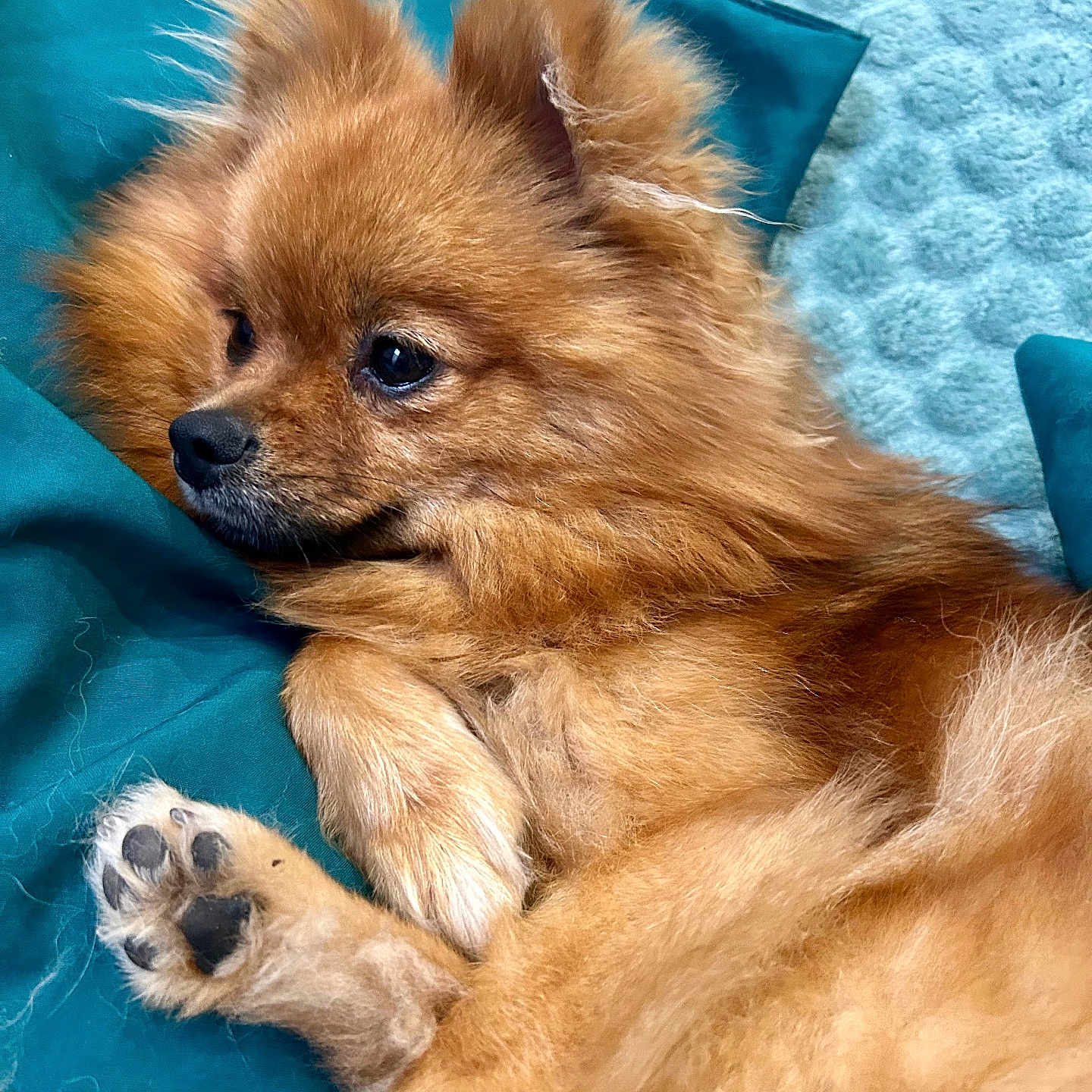 Taila participe au concours pour gagner de l'argent avec cette photo : dog, pomeranian, fluffy, paw, cushion, teal, blanket, fur, pet, animal, relaxed, cute, indoors, cozy, lying_down, portrait, closeup, small_dog, companion, domestic_animal