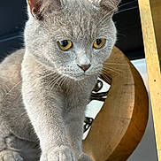 Newton a rejoint le concours — aidez-le/la à gagner de superbes lots ! cat, gray_cat, yellow_eyes, paw, curious, indoor, furniture, wood, close_up, pet, animal, whiskers, ears, face, fur, cute, looking_down, table, domestic_cat, mammal