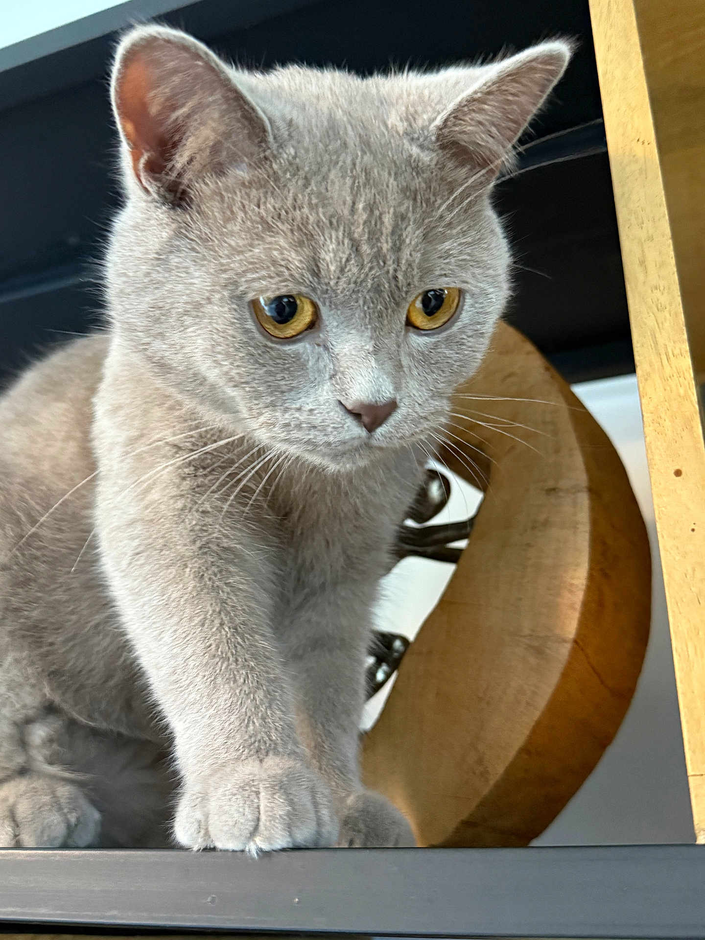 Newton a rejoint le concours — aidez-le/la à gagner de superbes lots ! cat, gray_cat, yellow_eyes, paw, curious, indoor, furniture, wood, close_up, pet, animal, whiskers, ears, face, fur, cute, looking_down, table, domestic_cat, mammal