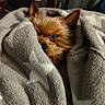dog, puppy, small_dog, fluffy, brown_fur, pointed_ears, black_nose, sleepy, cozy, blanket, gray_blanket, snuggled, indoors, portrait, close_up, warm_lighting, pet, cute, relaxed, burrito_wrap