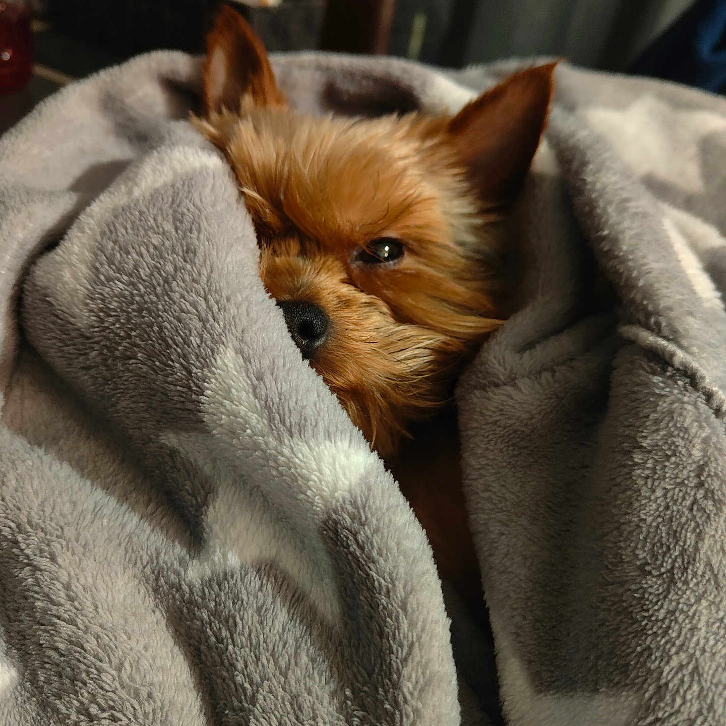 Ustiti a rejoint le concours — aidez-le/la à gagner de superbes lots ! dog, puppy, small_dog, fluffy, brown_fur, pointed_ears, black_nose, sleepy, cozy, blanket, gray_blanket, snuggled, indoors, portrait, close_up, warm_lighting, pet, cute, relaxed, burrito_wrap