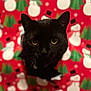 black_cat, cat, curious, christmas_wrapping_paper, holiday, festive, snowman_pattern, green_trees, colorful, hole, peeking, whiskers, ears, eyes, indoor, closeup, pet, animal, cute, background