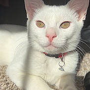 Mylo joined the competition — help win amazing prizes! white_cat, cat, pet, golden_eyes, collar, charm, sunlight, carpet, close_up, feline, cute, domestic_animal, whiskers, paws, relaxed, indoor, animal_portrait, soft_light, fur, pink_nose