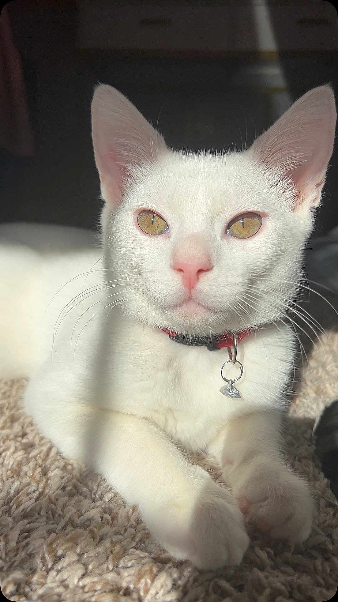 Mylo joined the competition — help win amazing prizes! white_cat, cat, pet, golden_eyes, collar, charm, sunlight, carpet, close_up, feline, cute, domestic_animal, whiskers, paws, relaxed, indoor, animal_portrait, soft_light, fur, pink_nose