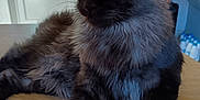 Athos a rejoint le concours — aidez-le/la à gagner de superbes lots ! cat, fluffy, black_cat, gray_fur, indoor, table, wooden_table, pet, animal, relaxed, house, furniture, domestic, mammal, long_fur, looking_away, ears, whiskers, eyes, fur