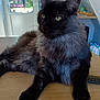 cat, fluffy, black_cat, gray_fur, indoor, table, wooden_table, pet, animal, relaxed, house, furniture, domestic, mammal, long_fur, looking_away, ears, whiskers, eyes, fur
