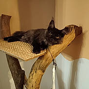 Athos participe au concours pour gagner de l'argent avec cette photo : cat, black_cat, pet, animal, indoor, wood, cat_tree, furniture, relaxed, fur, toy, hanging_toy, cozy, eyes, whiskers, playful, resting, domestic, mammal, curious