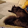 Athos participe au concours pour gagner de l'argent avec cette photo : cat, black_cat, bed, blanket, cushion, stuffed_toy, knitting, yarn, cozy, indoor, pet, fur, relaxing, sleeping, home, quilted_bedspread, furniture, knitting_needles, textile, domestic_animal