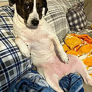Chloe joined the competition — help win amazing prizes! animal, belly, black_and_white, blanket, brindle, brown_eyes, couch, dog, floppy_ears, funny, indoors, lounging, nose, paws, pet, pillow, plaid, portrait, sitting, white_fur