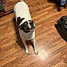 Chloe is registered to the contest to win money with this photo: animal, black_and_white, blanket, companion_animal, dog, duffel_bag, flash_photography, funny_expression, furniture, gym_equipment, hardwood_floor, home, indoor, looking_up, overhead_view, pet, portrait, short_coat, standing, wide_eyed