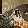 Chloe joined the competition — help win amazing prizes! black_and_white, blanket, couch, dog, floppy_ears, funny, happy, home, indoors, living_room, long_eared_dog, open_mouth, orange_blanket, pet, plaid_fabric, portrait, sitting, sofa, wallpaper, yawning