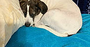 Chloe is registered to the contest to win money with this photo: bed, bedroom, blanket, brown_fur, cozy, curled_up, dog, indoors, nap, patterned_background, pet, photography, pillow, relaxed, resting, sleeping, small_dog, textile, turquoise_bedding, white_fur