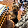 Rosie joined the competition — help win amazing prizes! black_fur, brown_fur, cute, dark_eyes, desk, dog, dog_crate, furniture, home, indoors, laundry_basket, long_hair, papers, paws, pointed_ears, portrait, small_dog, standing, wooden_floor, yorkshire_terrier