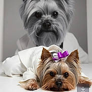 Rosie joined the competition — help win amazing prizes! dog, yorkshire_terrier, bow, pet, portrait, black_and_white, color_photo, lying_down, close_up, cute, small_dog, animal, fur, face, ears, pet_accessory, app_interface, social_media, button, share