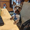 Rosie is registered to the contest to win money with this photo: animal, black_fur, blue_harness, brown_fur, chair, desk, dog, indoors, laptop, long_hair, office, paws, pet, portrait, puppy, sitting, small_dog, standing, window, yorkshire_terrier