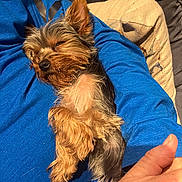 Rosie is registered to the contest to win money with this photo: animal, belly_up, black_fur, blue_clothing, brown_fur, closed_eyes, couch, cozy, cushion, dog, fluffy, human_arm, indoor, long_hair, lying_down, pet, portrait, sleeping, small_dog, yorkshire_terrier