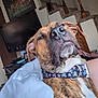Nala is registered to the contest to win money with this photo: animal, blanket, brindle, brown, canine, close_up, collar, dog, furniture, household, indoor, pet, portrait, relaxed, resting, skull_pattern, staircase, stars, television, white