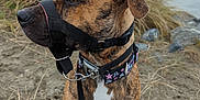 Nala is registered to the contest to win money with this photo: animal, beach, brindle, calm, canine, collar, daylight, dog, fur, grass, leash, looking_away, muzzle, nature, outdoor, pet, rocks, sand, side_view, sitting