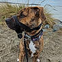 animal, beach, brindle, calm, canine, collar, daylight, dog, fur, grass, leash, looking_away, muzzle, nature, outdoor, pet, rocks, sand, side_view, sitting