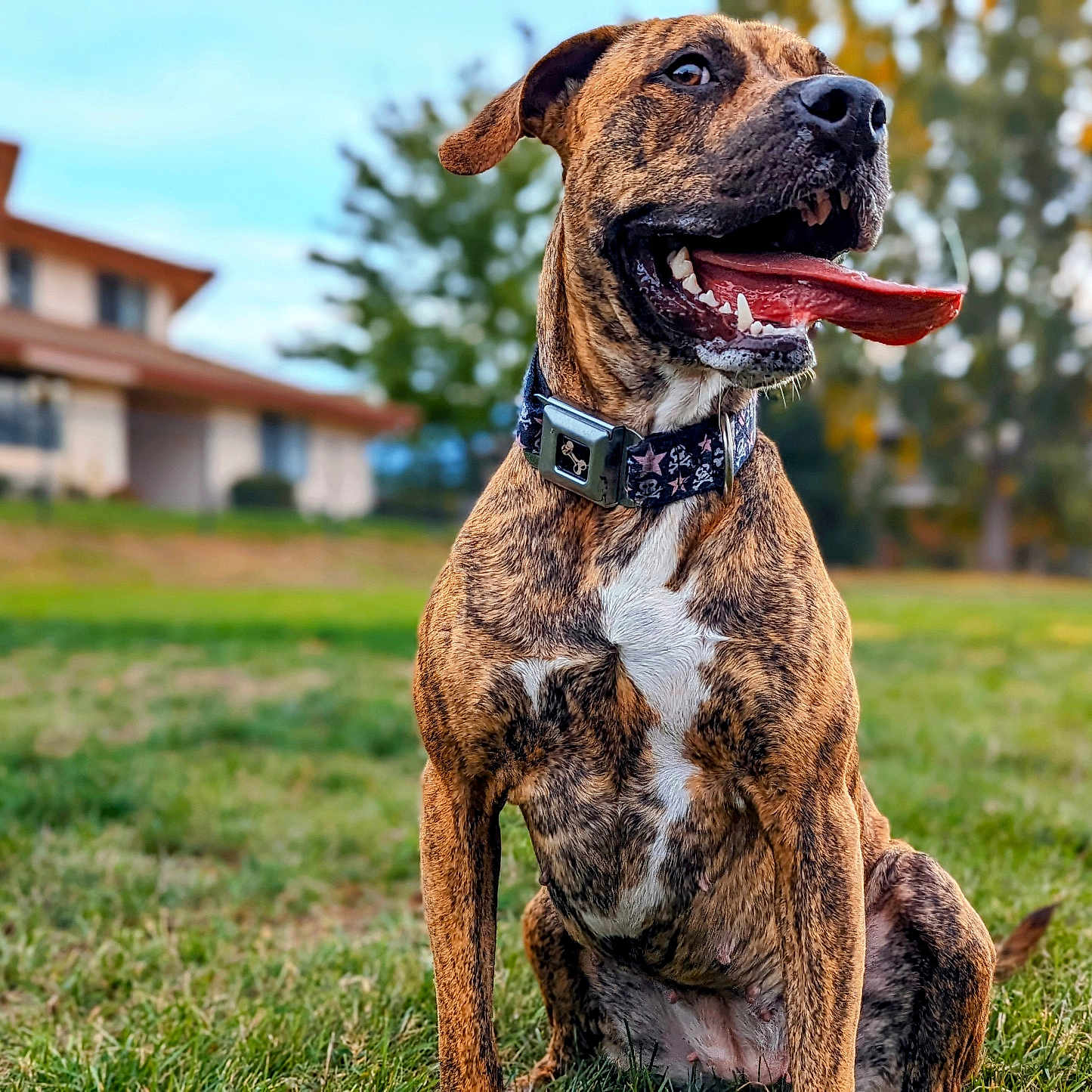 Nala is registered to the contest to win money with this photo: animal, background, brindle, canine, collar, daytime, dog, ears, fur, grass, happy, house, muzzle, nature, outdoor, pet, sitting, smiling, tongue_out, yard