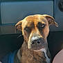 Nala joined the competition — help win amazing prizes! animal, brindle, calm, canine, car_interior, closeup, companion, dashboard, dog, ears, face, fur, human, indoor, legs, pet, portrait, sitting, snout, sunlight
