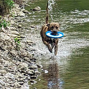 Nala joined the competition — help win amazing prizes! active, animal, brown_dog, canine, dog, fetch, frisbee, fun, motion, nature, outdoor, playful, recreation, river, rocks, running, splashing, summer, water, wet