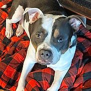 Duke is registered to the contest to win money with this photo: dog, canine, pet, animal, black_and_white, blanket, indoor, cute, lying_down, looking_up, ears, paws, fur, snout, nose, floor, cozy, companion, domestic_animal, resting