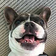 Tito joined the competition — help win amazing prizes! animal, black_harness, canine, carpet, close_up, cute, dog, domestic_animal, ears, face, french_bulldog, fur, happy, indoor, mouth, nose, pet, smiling, teeth, tongue