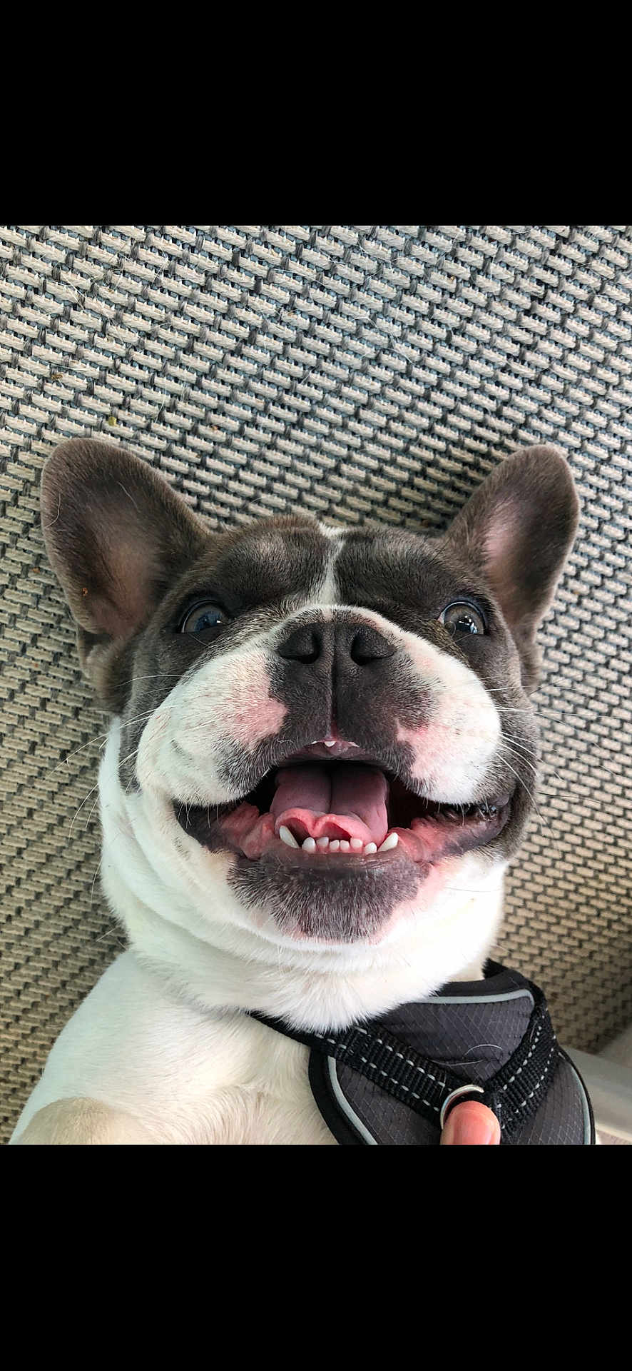 Tito joined the competition — help win amazing prizes! animal, black_harness, canine, carpet, close_up, cute, dog, domestic_animal, ears, face, french_bulldog, fur, happy, indoor, mouth, nose, pet, smiling, teeth, tongue