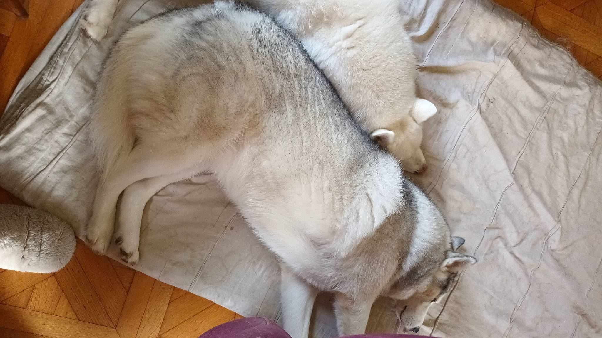 Ouragan Oxie participe au concours pour gagner de l'argent avec cette photo : canidae, carnivore, comfort, companion_dog, dog_breed, fawn, felidae, fur, nap, non_sporting_group, paw, small_to_medium_sized_cats, sporting_group, tail, terrestrial_animal, whiskers, working_animal