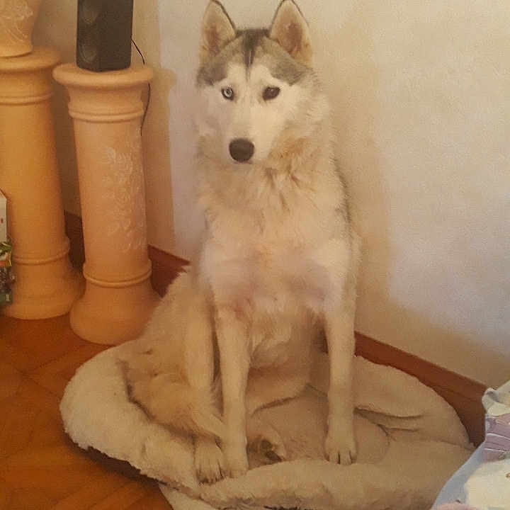 Oxie