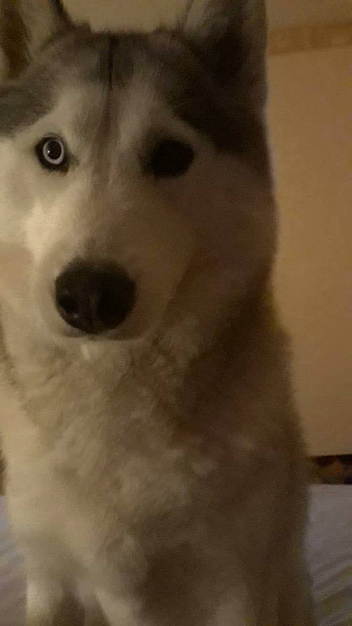 Oxie a rejoint le concours — aidez-le/la à gagner de superbes lots ! ancient_dog_breeds, canidae, canis, carnivore, companion_dog, dog, dog_breed, fur, jaw, monochrome, monochrome_photography, non_sporting_group, paw, snout, sporting_group, tail, terrestrial_animal, whiskers, working_animal, working_dog