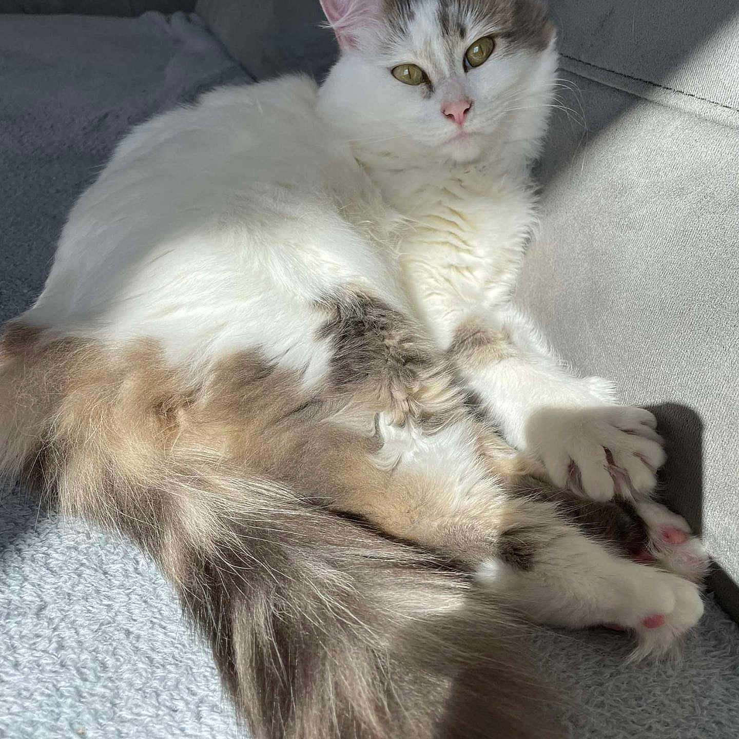 Romy participe au concours pour gagner de l'argent avec cette photo : abyssinian, angora, animal, blanket, cat, clothing, couch, cushion, fur, furniture, homedecor, indoors, kitten, manx, person, pet, siamese, sleeping