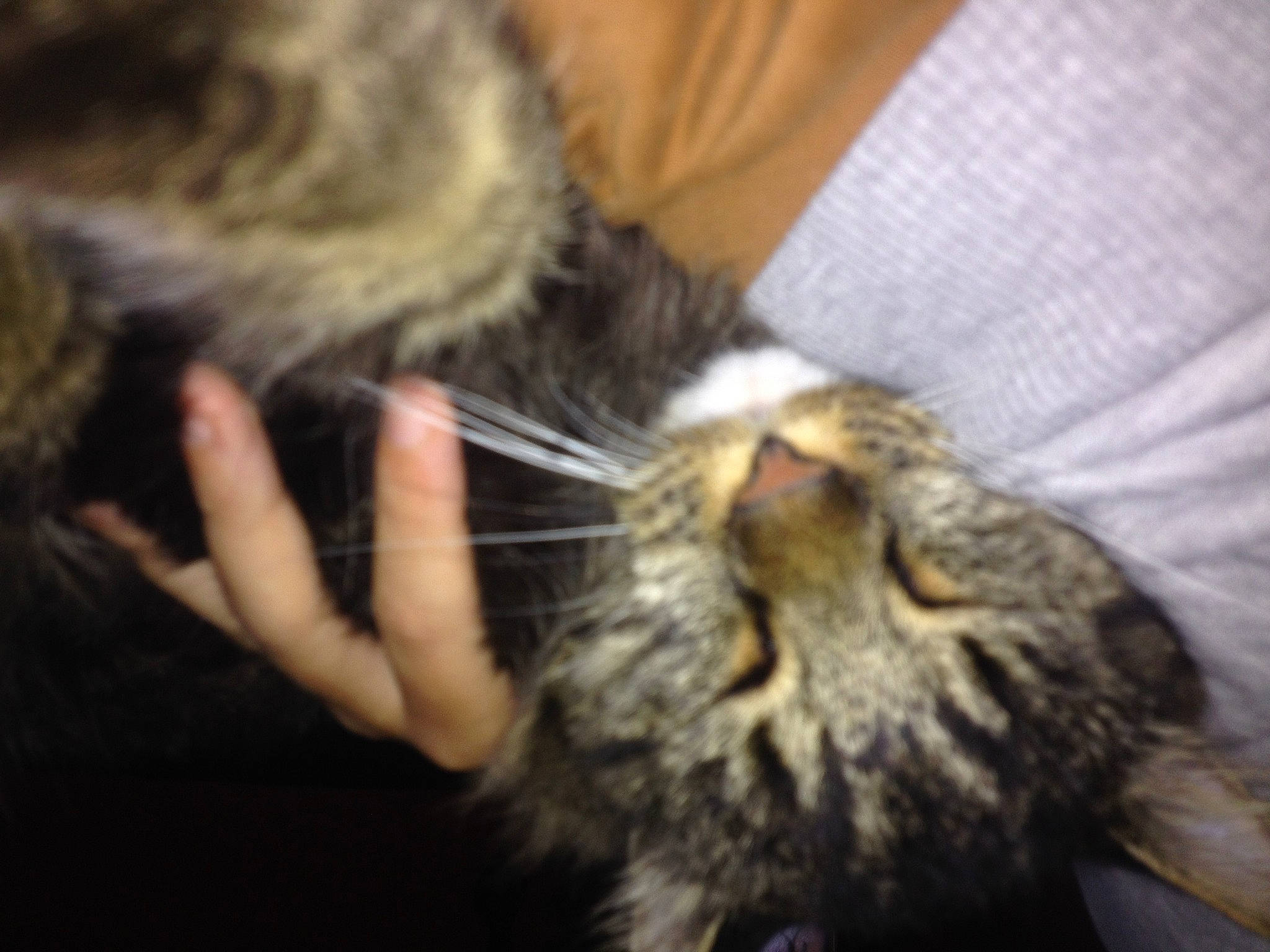 Filou participe au concours pour gagner de l'argent avec cette photo : carnivore, cat, claw, comfort, domestic_short_haired_cat, ear, fang, felidae, fur, gesture, nail, nap, paw, small_to_medium_sized_cats, snout, terrestrial_animal, whiskers, wildlife